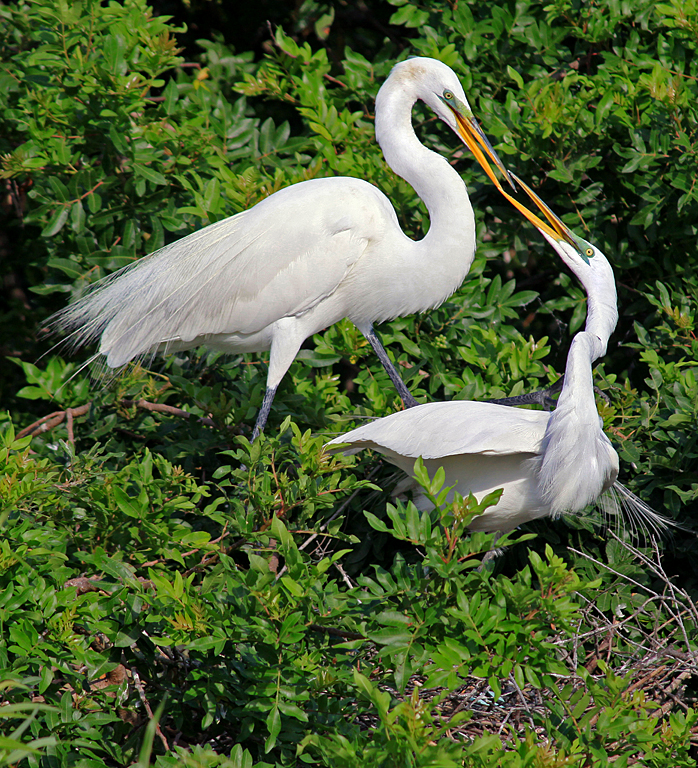 Courting Pair of Great Egrets 2a   P O'Malley